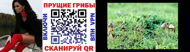 наркошоп Аша Галлюциногенные грибы Psilocybine cubensis